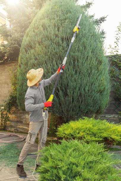 Tree Removal for Businesses in Marked Tree, AR